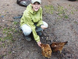 Chickens at Crooked Creek